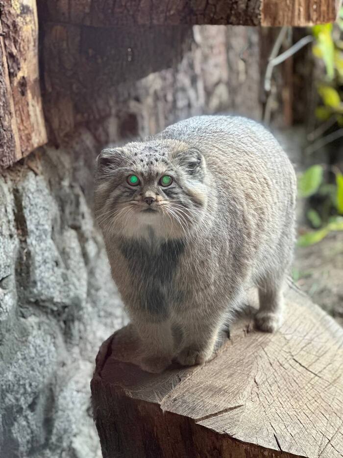 Шу следит за тобой