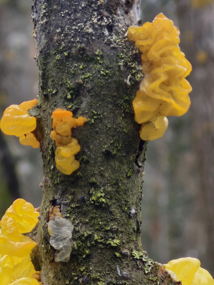 Лесной мармелад.