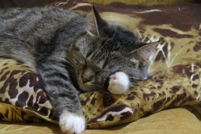 Что снится Мурке?