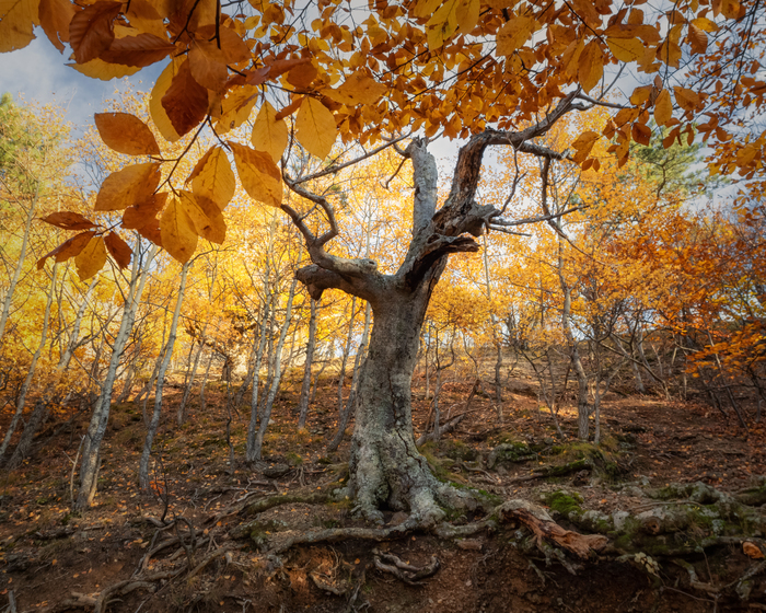 Сказки дядюшки Демерджи