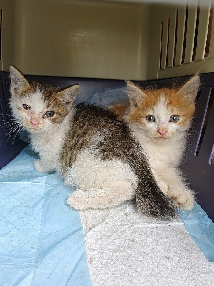 Продолжение поста «879 хвост нашел свой новый дом. Катышек Манюньевич с дач стал домашним»