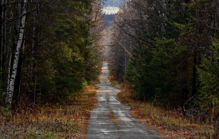 Лесная фоточка