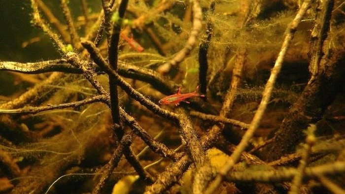   (Boraras brigittae)  , 