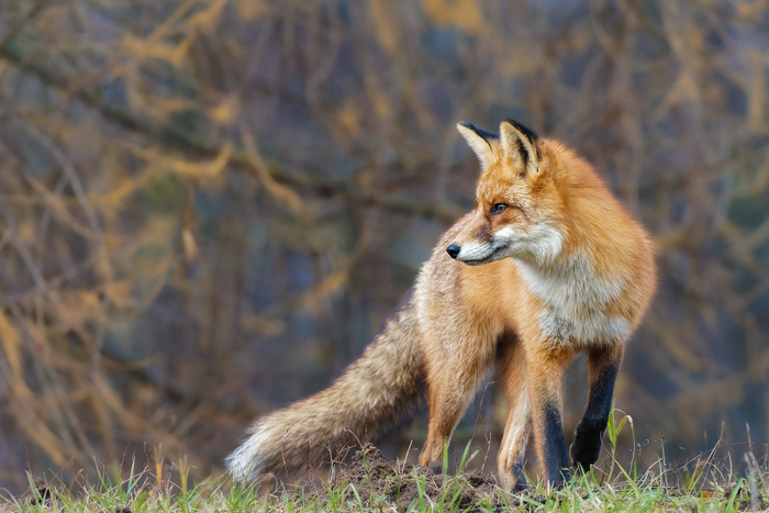 :   <a href="https://pikabu.ru/story/moskovskiy_osenniy_lis_13370076?u=https%3A%2F%2Frtraveler.ru%2Fphoto%2F1479271%2F%3Feditorial_photos%3D1&t=%D0%BE%D1%82%D1%81%D1%8E%D0%B4%D0%B0&h=50b9243926d7fd1cd0b70cb32b4ad590b457a368" title="https://rtraveler.ru/photo/1479271/?editorial_photos=1" target="_blank" rel="nofollow noopener"></a>