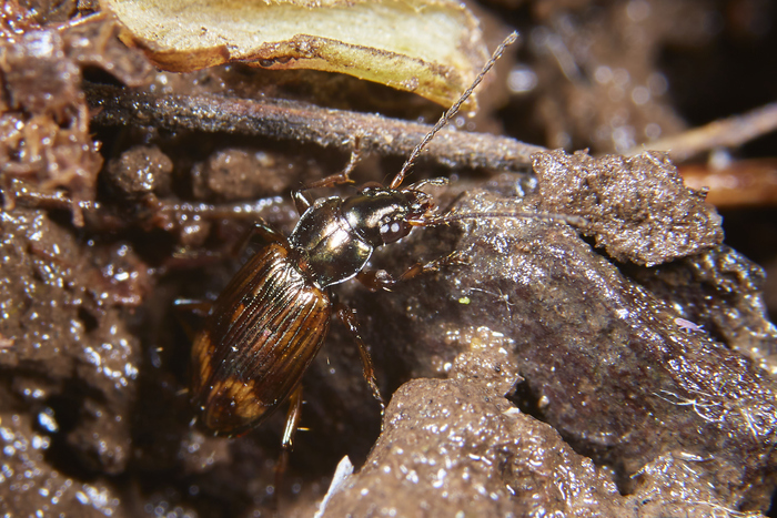 В прибрежной грязи много ползало Bembidion dentellum. Хотя, чем дольше на них смотрю, тем больше они мне другой какой-то вид напоминают. Они, кстати, имеют такой интересный синеватый отсвет. Сейчас в фоточках поищу его.
