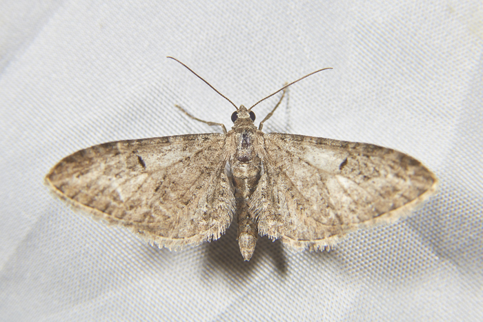 Потом пяденица попалась... Как их определять-то? Наверняка, Eupithecia какая-то :)))