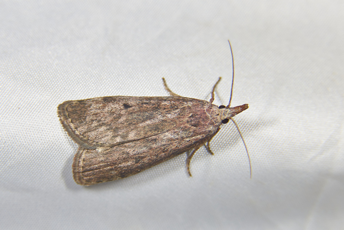 Aphomia sociella (Восковая Огневка) тут как тут. Вроде даже не одна была.