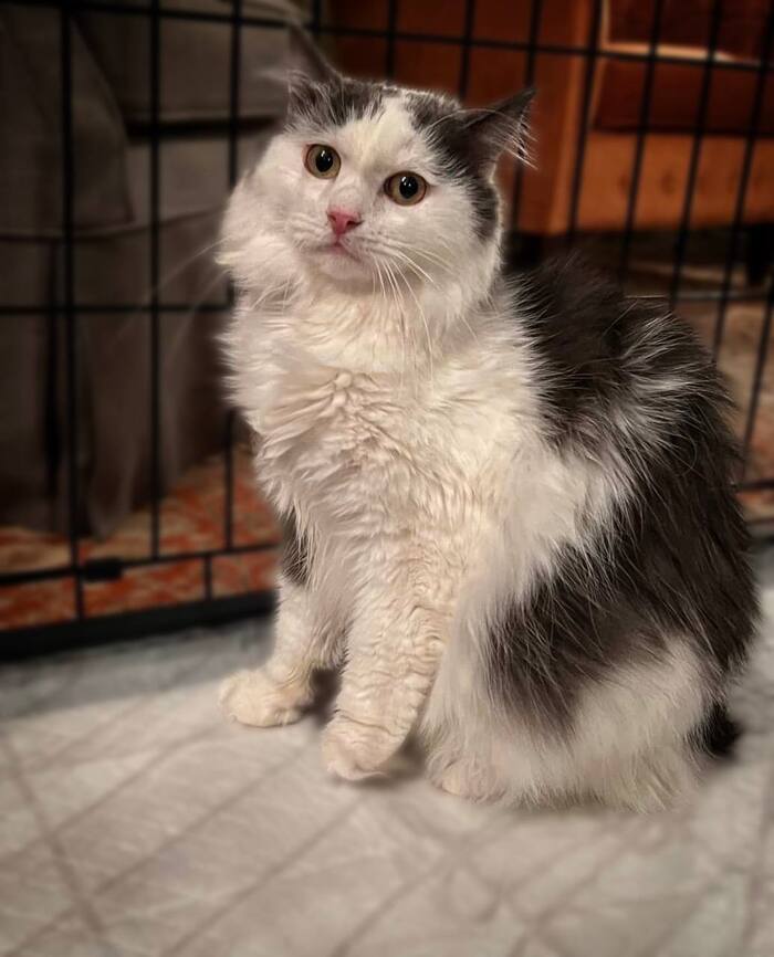 Сладкий Котик Зефирчик ищет хозяйку сладкоежку!