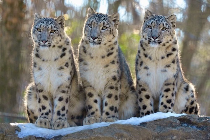 Один за всех и все... Вместе ждём, когда принесут обед