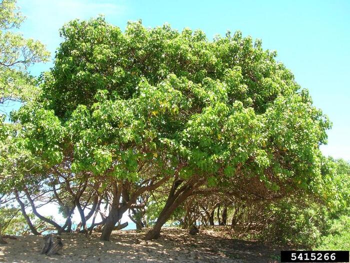    . Forest and Kim Starr, Starr Environmental, <!--noindex--><a href="https://pikabu.ru/story/rongorongo_13383369?u=http%3A%2F%2FBugwood.org&t=Bugwood.org&h=0e284fcc55f325b533e3a8bd25840fbe345b8562" title="http://Bugwood.org" target="_blank" rel="nofollow noopener">Bugwood.org</a><!--/noindex-->.