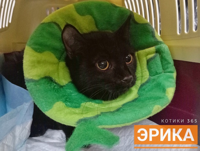 Эрика 04.11.2025