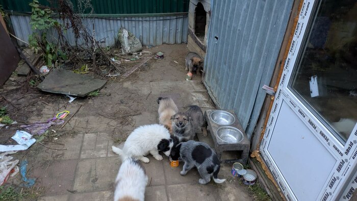 Ответ на пост «А я собаку с улицы принёс!»