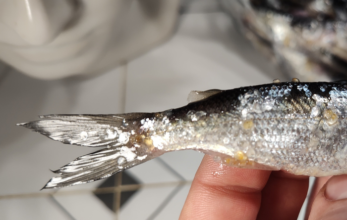 Мягкий жировой плавник без костей на хвосте микро лосося. Такой же есть и у Сёмги.