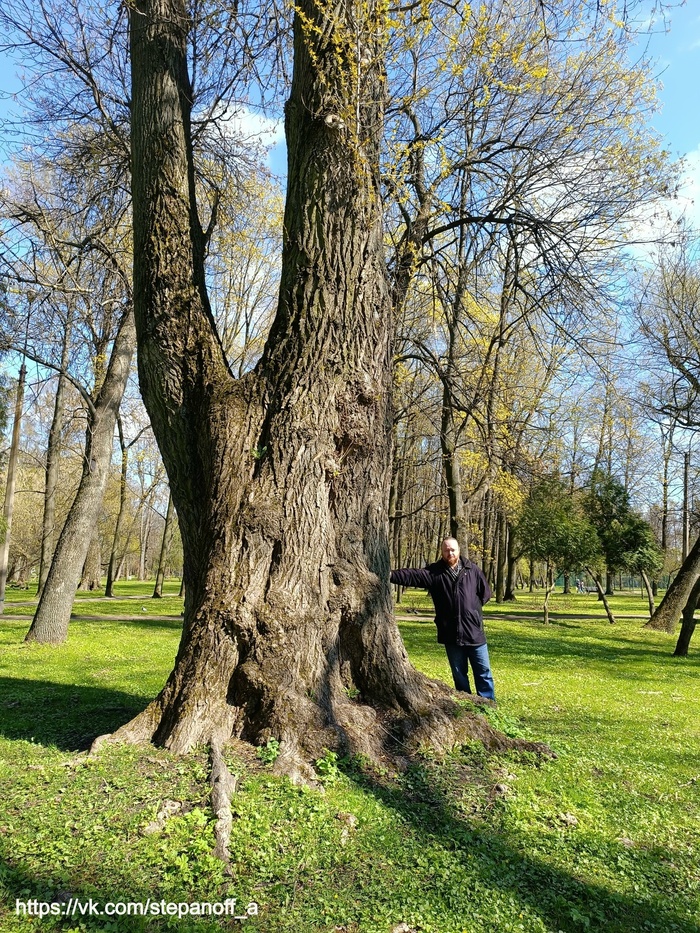 Черные тополя, в Екатерингофе, впечатляют не только отсутствием пуха, но и своими габаритами!(это фото не мое)