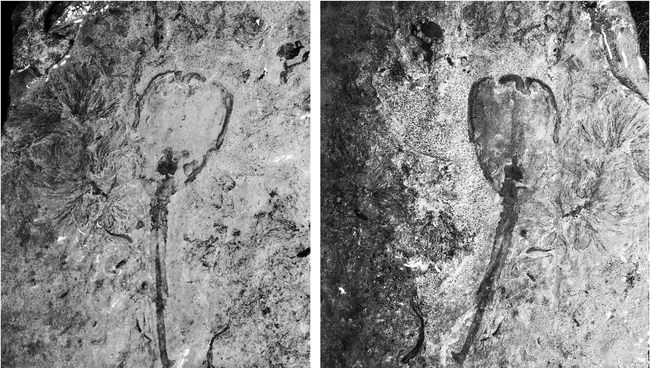 Окаменевшие частицы крыльев бабочки