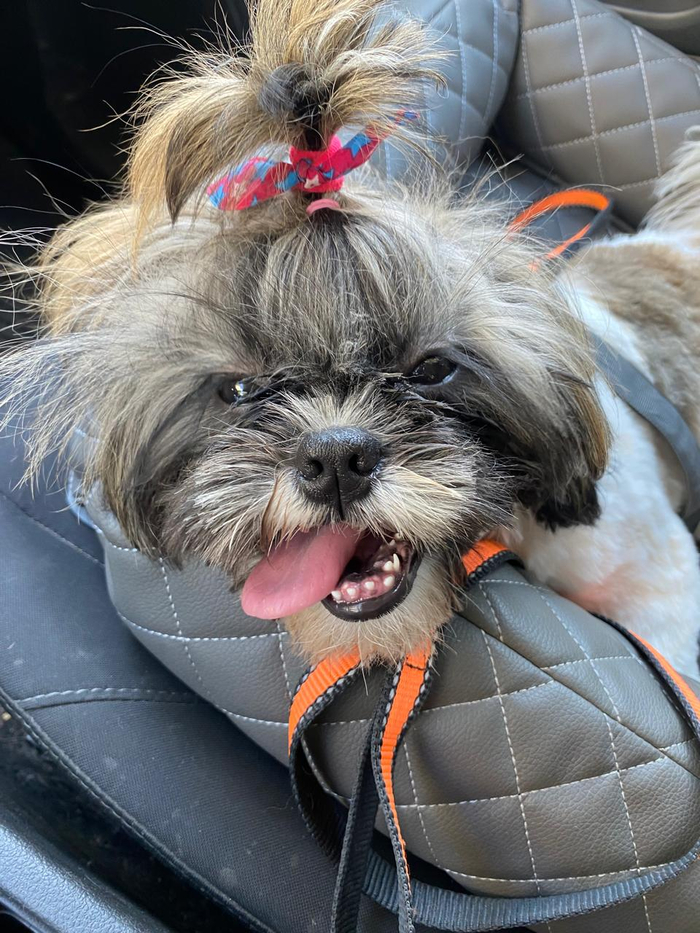 Ответ на пост «Покажи своего питомца!»