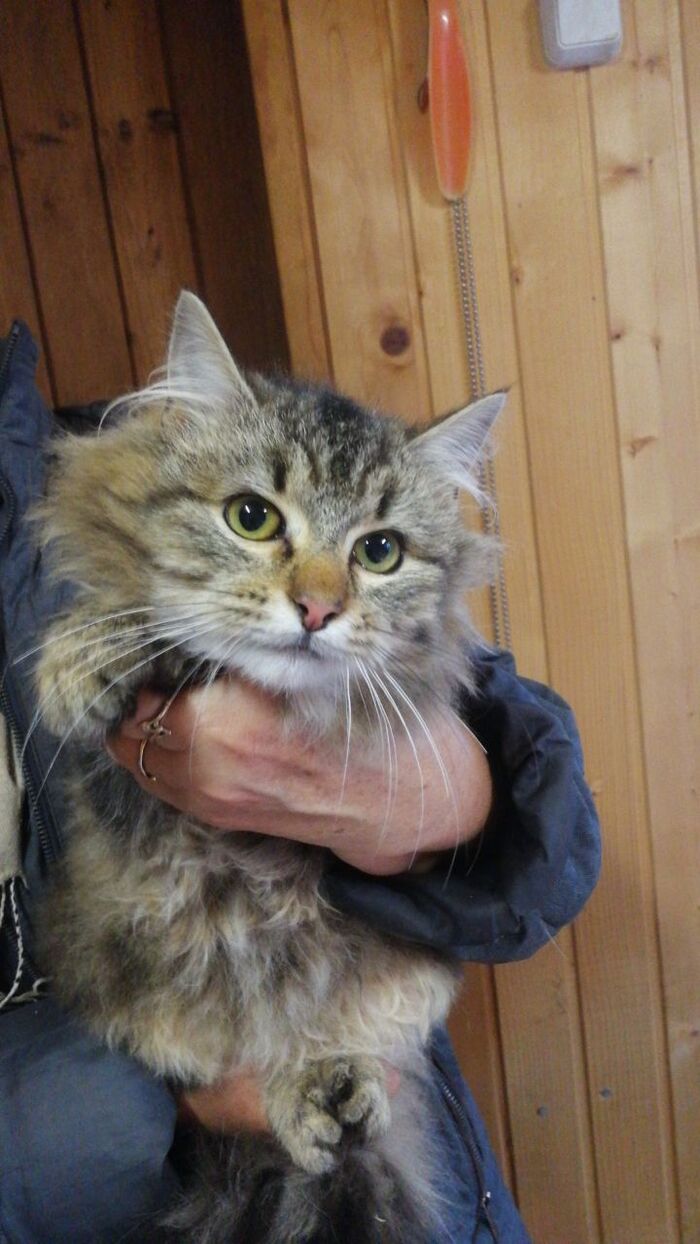 888 хвост нашел свой новый дом. Котенок со стерилизации кошек в Федоровском поехал в новый дом