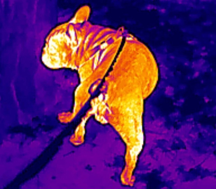 Бульдог Григорий в инфракрасном спектре.