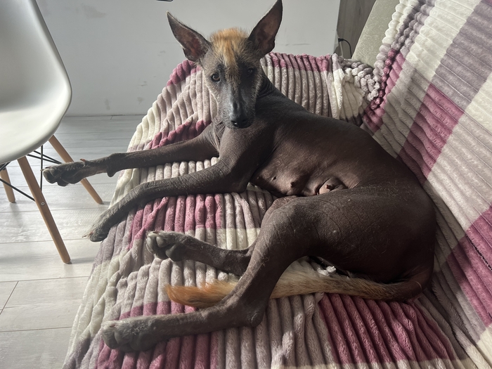 Ответ на пост «Покажи своего питомца!»