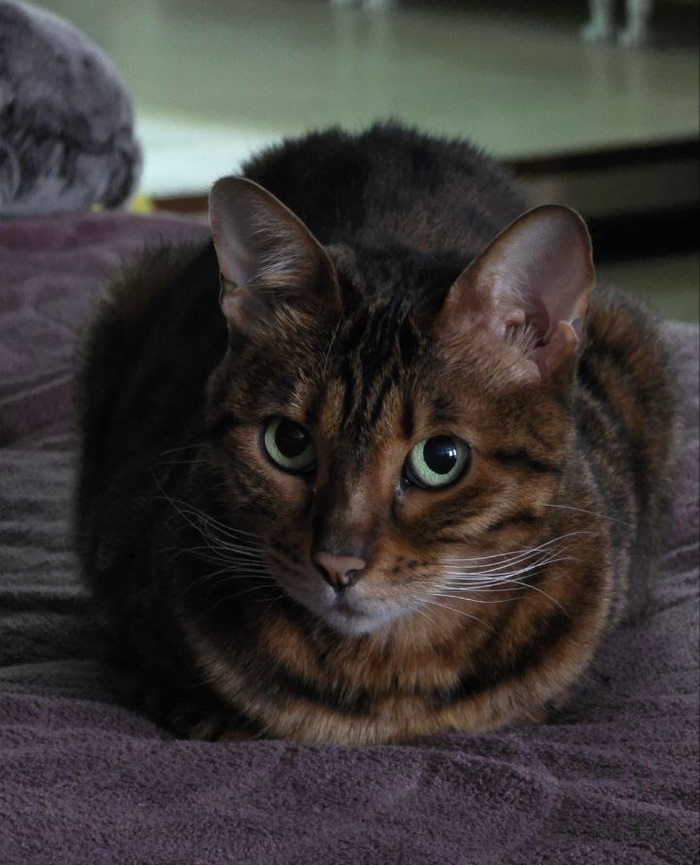 Ответ dvap в «Покажи своего питомца!»