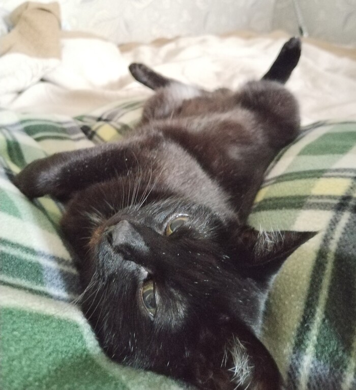 Ответ на пост «Покажи своего питомца!»