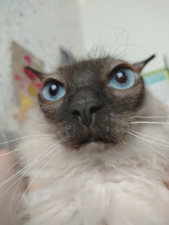 Ответ на пост «Покажи своего питомца!»