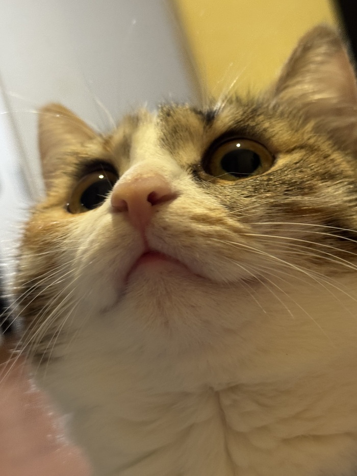 ��� ������� ����