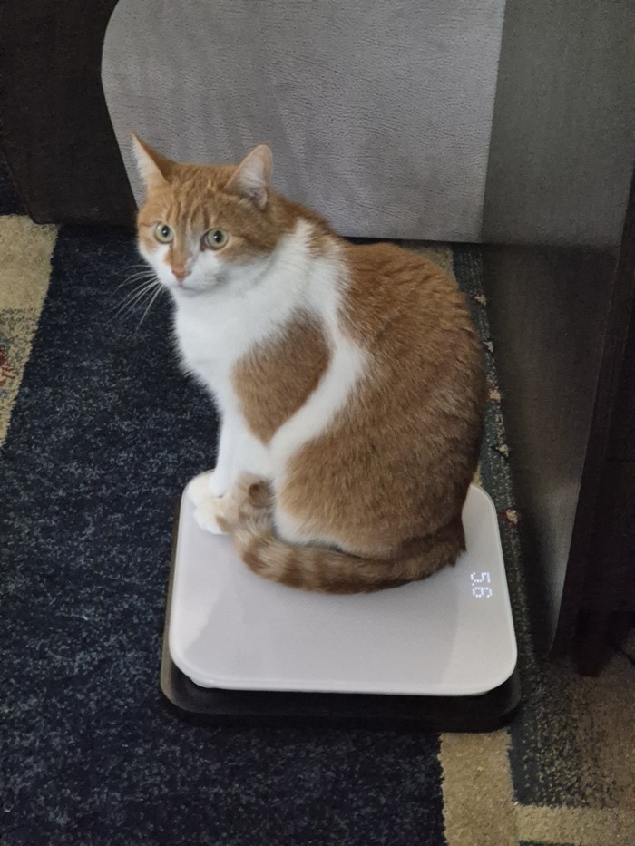 Ответ на пост «Ответ на пост "Покажи своего питомца!"»