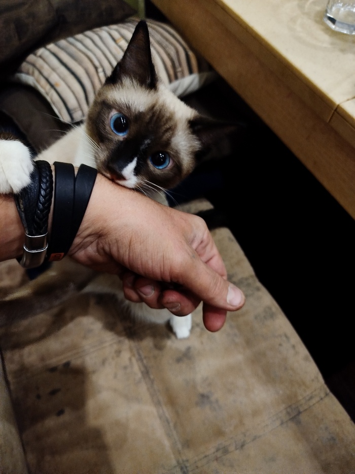 Ответ на пост «Покажи своего питомца!»