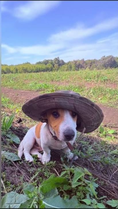 Ответ на пост «Покажи своего питомца!»