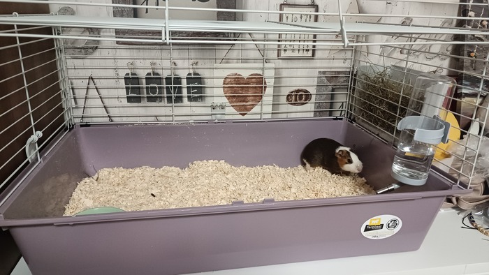 ��� �������