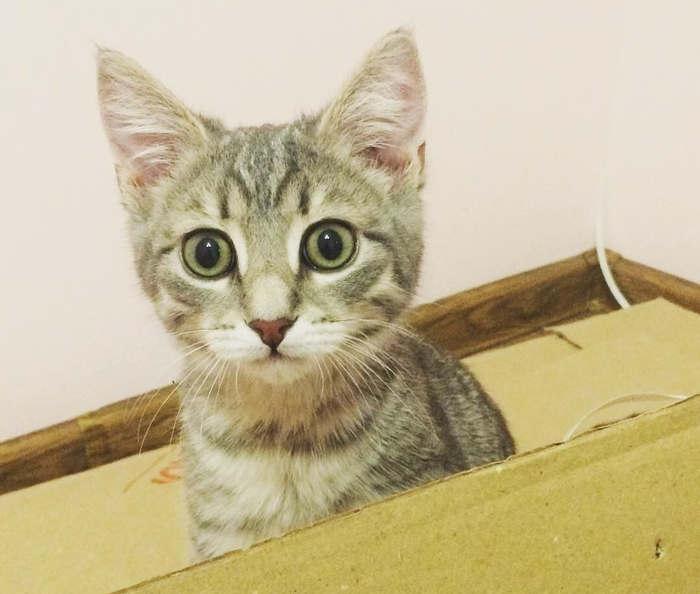 Тут я пытался заставить его не помогать собирать мне мебель.