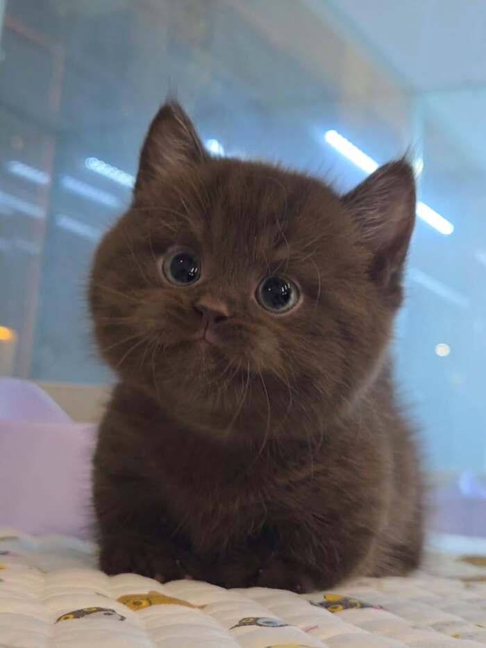 Милоты вам в ленту