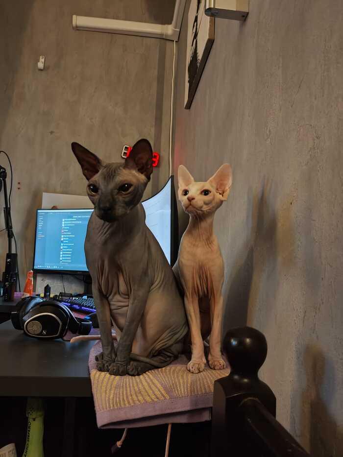 Два моих - Черный Маахес Белый Фенек