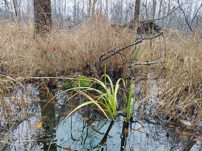Наше болото