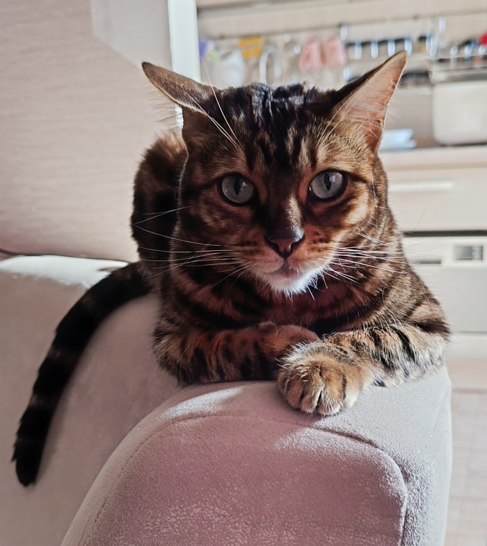 Ответ на пост «Покажи своего питомца!»