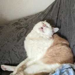 Cat.InReboot