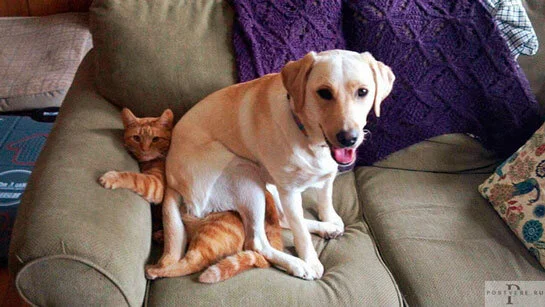 Our boss - My, Humor, Dog, Dogs versus cats, cat
