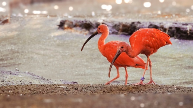Одна из красивейших птиц на земле и желанный объект для фотографов. Фото сделано в птичьем саду Афифауна, Голландия.