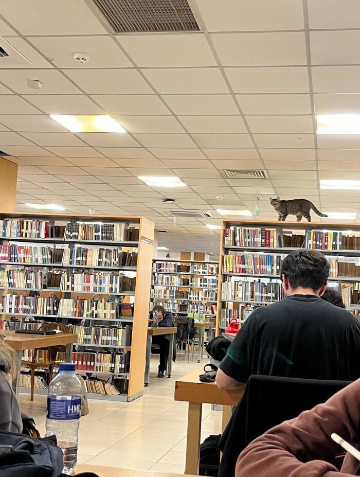 Библиотекарь