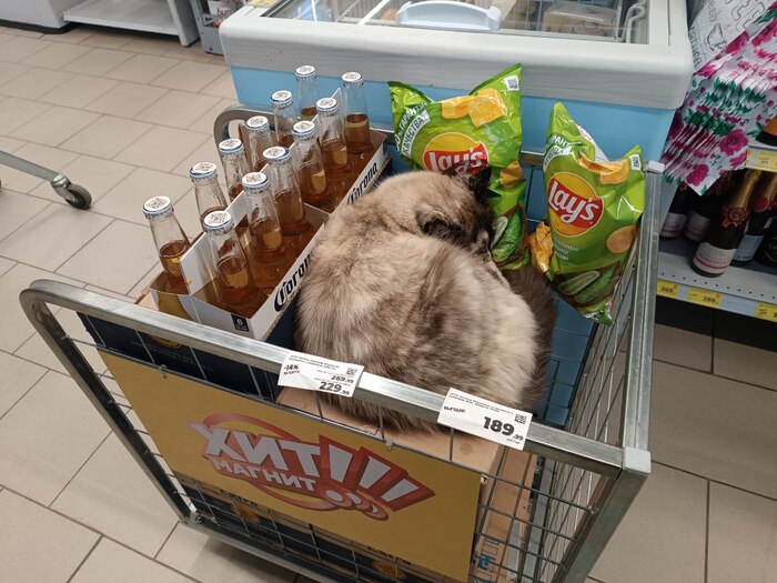 Отличная компания на вечер