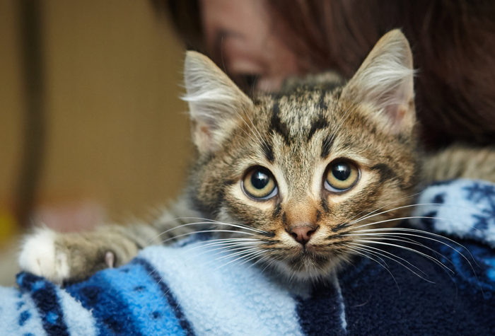 Котенок ищет дом