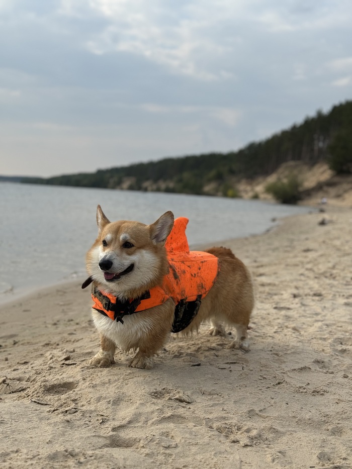А еще он любит купаться. Но по природе он не наделен талантом пловца 😄 поэтому жилет в помощь) Чувствует себя уверенно только когда он в «броне»