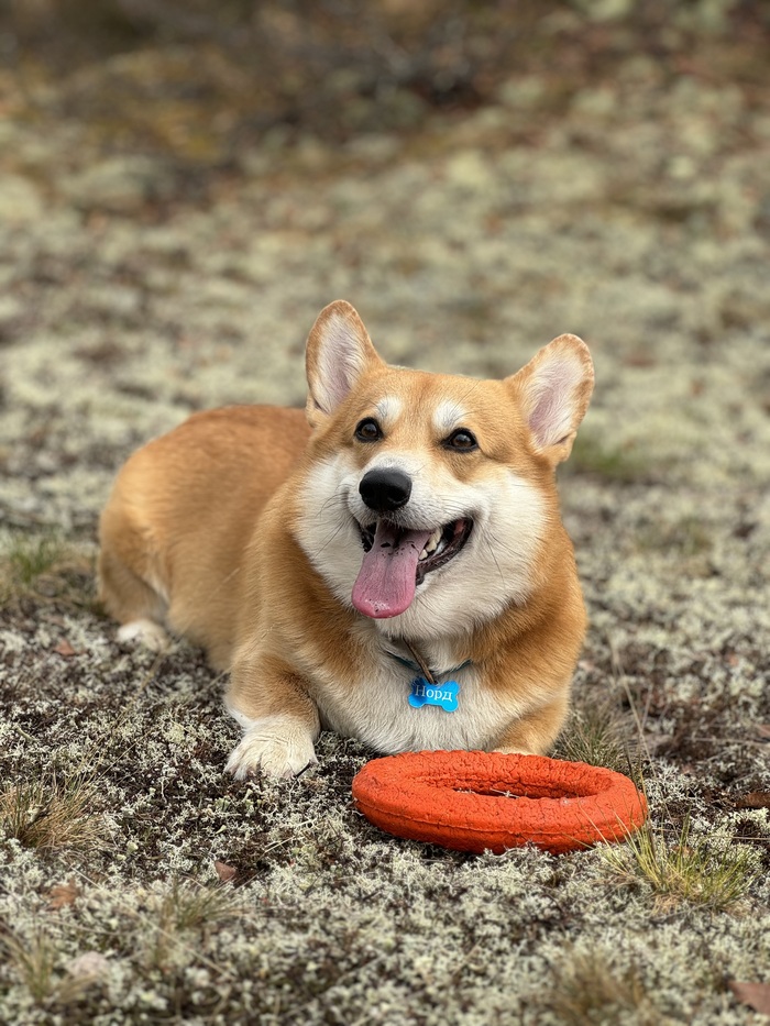 А это наша любимая тундра. Норд живет за северным полярным кругом, где вокруг бескрайние просторы мха)