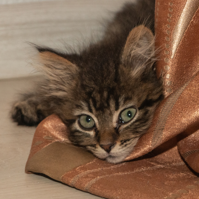 Непостановочная съёмка.