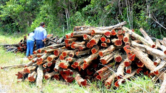   .    <!--noindex--><a href="https://pikabu.ru/story/kampeshevoe_derevo_13407228?u=http%3A%2F%2Finnerpath.com.au&t=innerpath.com.au&h=66c83cc4106d2d59fe092d4f1e36589f926402e3" title="http://innerpath.com.au" target="_blank" rel="nofollow noopener">innerpath.com.au</a><!--/noindex-->.