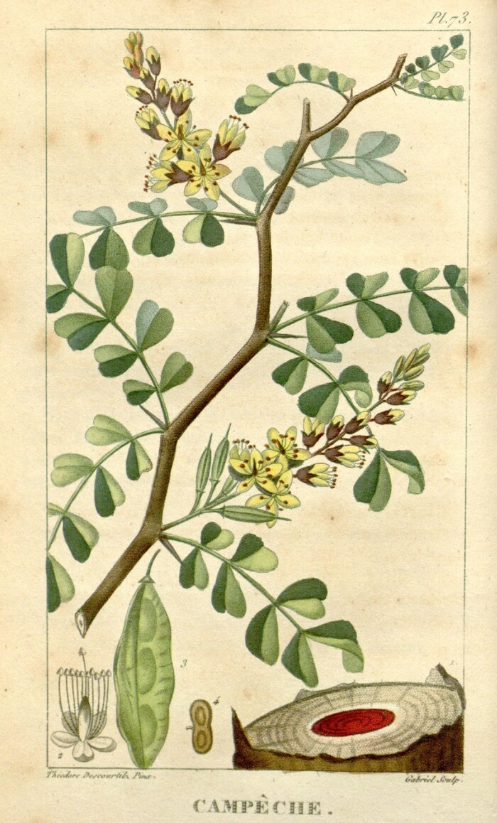    Flore medicale des Antilles... (18211829).    <!--noindex--><a href="https://pikabu.ru/story/kampeshevoe_derevo_13407228?u=http%3A%2F%2Fwikipedia.org&t=wikipedia.org&h=069e34549d8605623376d6a956946f0dddfb7907" title="http://wikipedia.org" target="_blank" rel="nofollow noopener">wikipedia.org</a><!--/noindex-->.