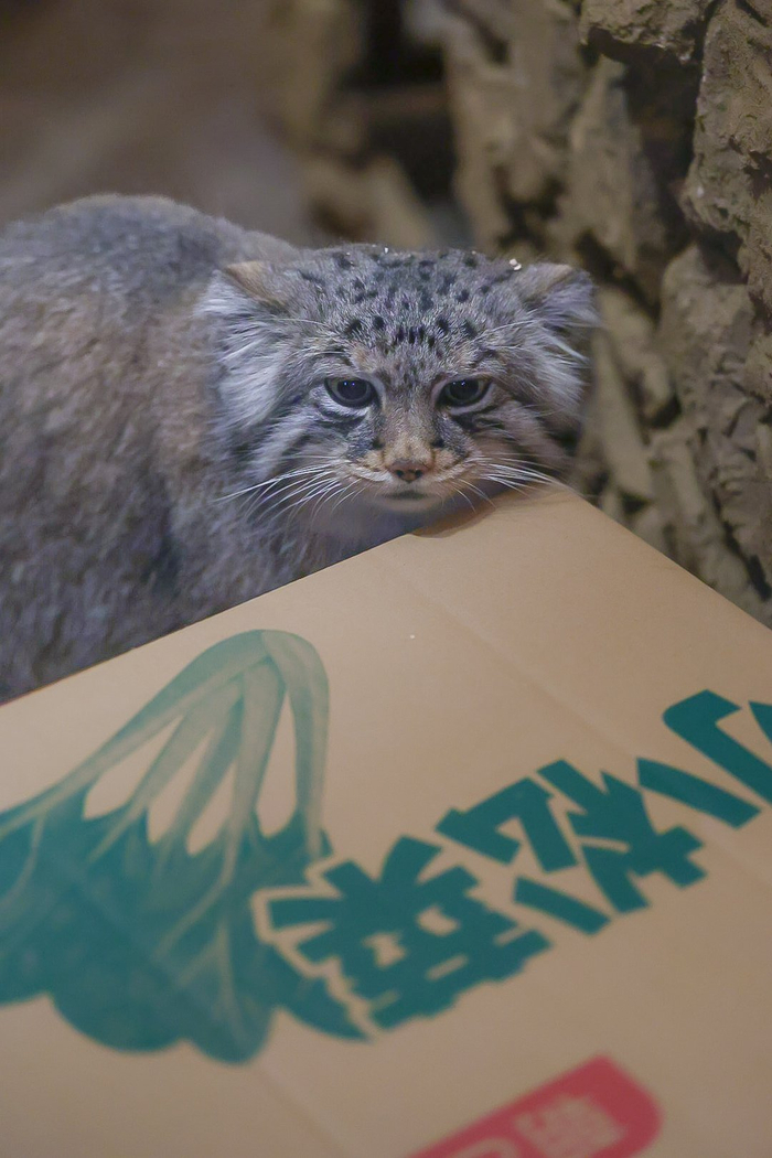 Здесь что-то написано. Похоже на эльфийском, я не могу прочесть