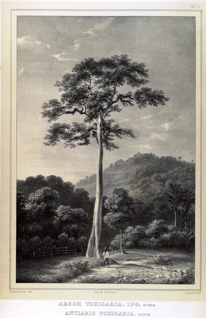 Гравюра, анчар. Фото с сайта <!--noindex--><a href="https://pikabu.ru/story/yadovityie_anchar_13414161?u=http%3A%2F%2Fseedsofborneo.com&t=seedsofborneo.com&h=659fe109bec2ee72d8ac23375af669859e7b3195" title="http://seedsofborneo.com" target="_blank" rel="nofollow noopener">seedsofborneo.com</a><!--/noindex-->.