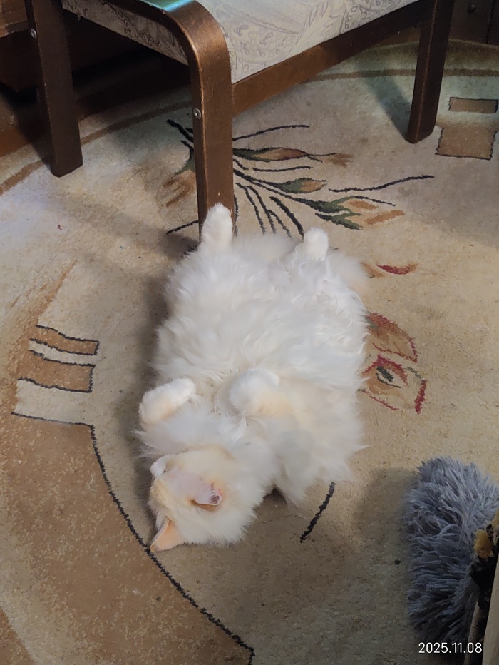 Ответ на пост «Подборочка сонных котиков»